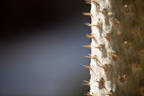 Warm Thorns